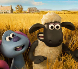 sheep